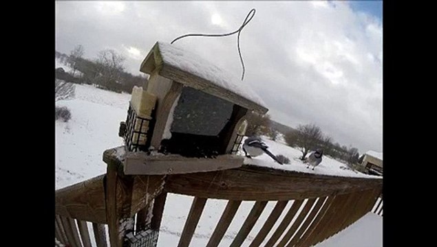 GoPro FeederCam - Winter Birds - BlueJays, Woodpeckers, Nuthatches, Cardinals, etc.