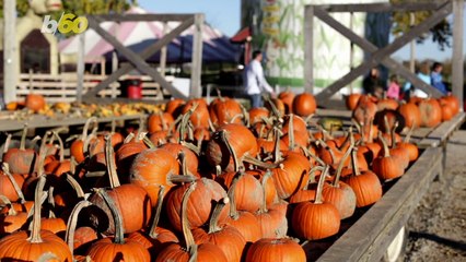 The Ultimate Guide To Carving Long Lasting Pumpkins