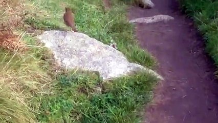 Birds on St Marys