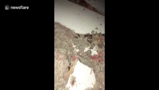 Hurricane Sally: Tree falls through house in Alabama causing severe damage