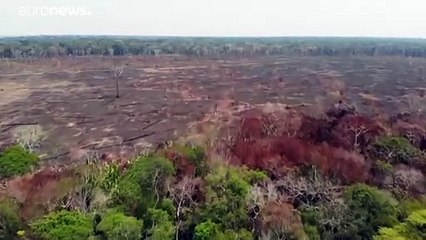 Biodiversité : agir tant qu'il est encore temps prévient l'ONU