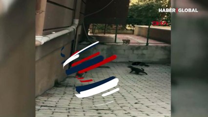 İnanılmaz! Fare kovaladı, kediler kaçtı