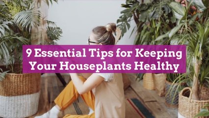 9 Essential Tips for Keeping Your Houseplants Healthy