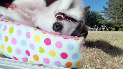 The Reason Dogs Have Cold Noses!