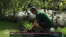Milan : des arbres plantés pour rafraîchir la ville