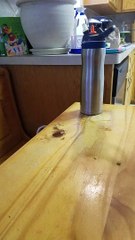 Sneaky Dog Cleans Up After Dinner