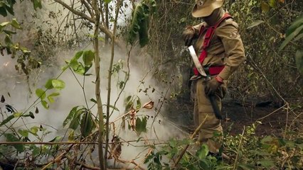 Coalizão por preservação de florestas brasileiras