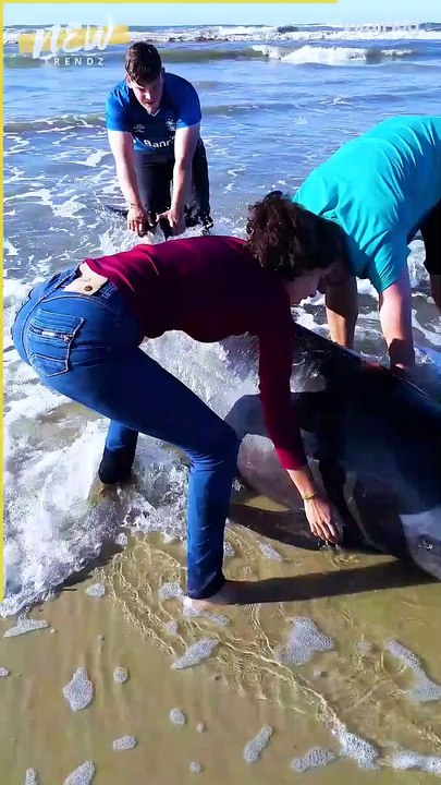 Dekhiye kaise ki logo ne whale fish ki help apko ye vedio acha lge to like,share,comment and follow Karna na bhule please more and more follow my channel
