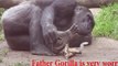 Gorilla ke bache ka jnam live so please like,share,comment and follow my channel more and more