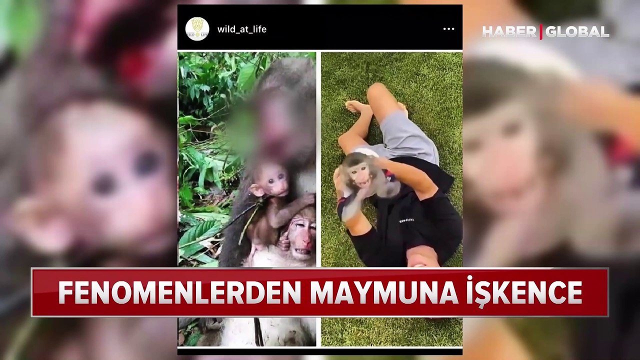 Fenomenlerden maymuna işkence