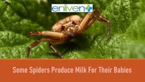 Some spiders produce milk for their babies.
