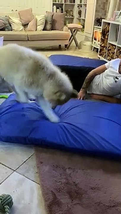 Husky Confused by His Bed Squeaking
