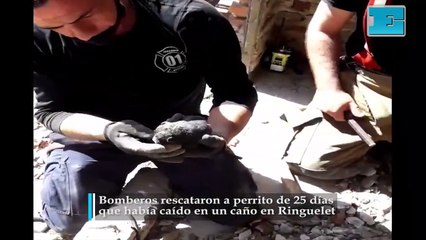 Bomberos rescataron a perrito de 25 días que había caído en un caño en Ringuelet