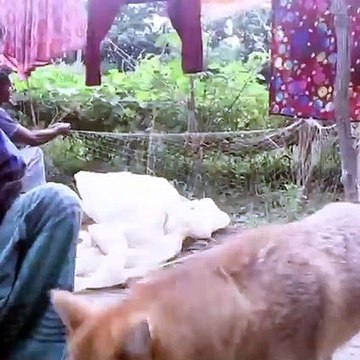 আজব এক শিয়ালের দেখা মিললো লক্ষীপুরে। শিয়ালটি মানুষের পরম বন্ধু এবং শিশুর পাহারাদার। মানুষের সাথে খায়, ঘুমায়, খেলাধুলা করে | বিস্তারিত দেখুন