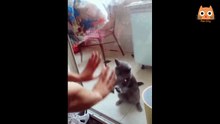 Try not to laugh #8