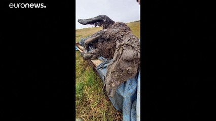 Encontrada carcaça preservada de urso-das-cavernas
