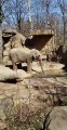 Elephant Enjoying Some Ice