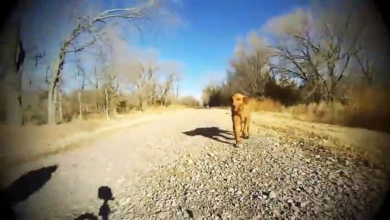 Dog Meets Her family For The First Time Since She Was A Puppy