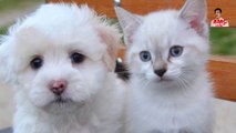 10 A Cat Kept Kidnapping The Neighbor’s Puppies For Shocking Reasons