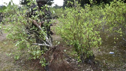 Las cifras de los cultivos de coca en Colombia