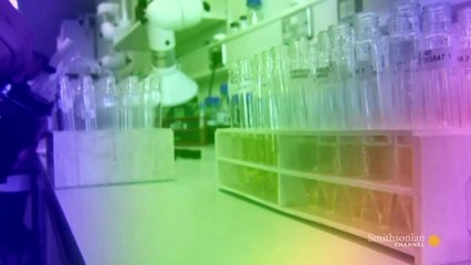 The Curious Life and Death of: A Rolling Stone