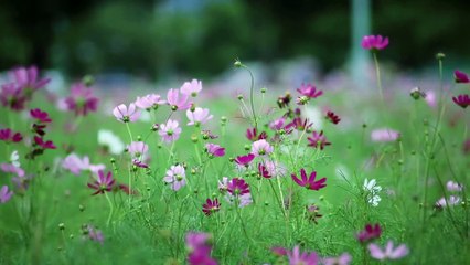 Music Showers With Flowers