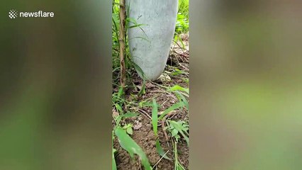 Farmer grows an almost 2-metre-tall winter melon in southern China