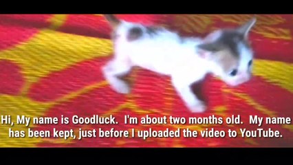 Cute Baby Cats - Cute Pet Animals | Cute Animal Baby