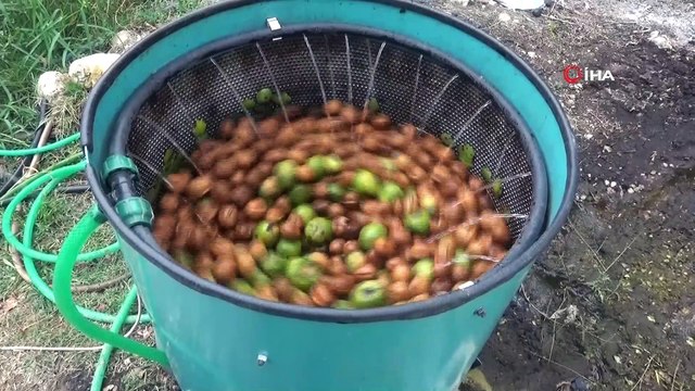 Kahramanmaraş'ta 20 bin ton ceviz rekoltesi bekleniyor