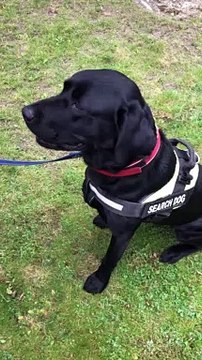 Police dog sniffs out drugs in Sheffield city centre