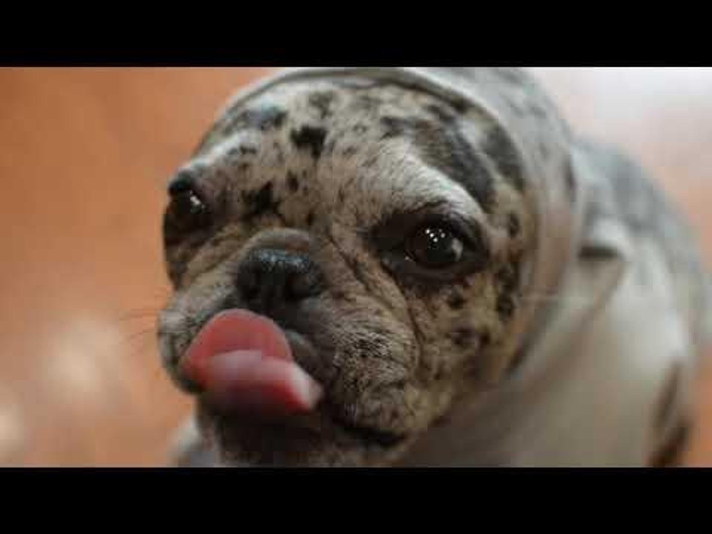 Dog store seal costume