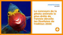 Le concours de la photo animale la plus drôle de l'année dévoile les finalistes de l'édition 2020