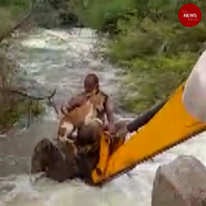 Telangana home guard rescues dog stuck in an overflowing stream