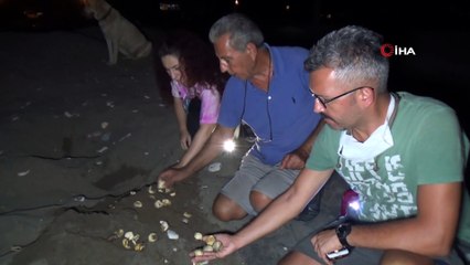 Yılın son caretta yavruları denizle buluştu