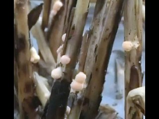 شاهد: إطلاق جحافل من البط في حقول الأرز والسبب غريب!