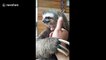 Rescued sloth can't get enough scratches from his owner in Venezuela