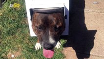 Ouch! This Dog Got His Head Stuck in a Cat Flap