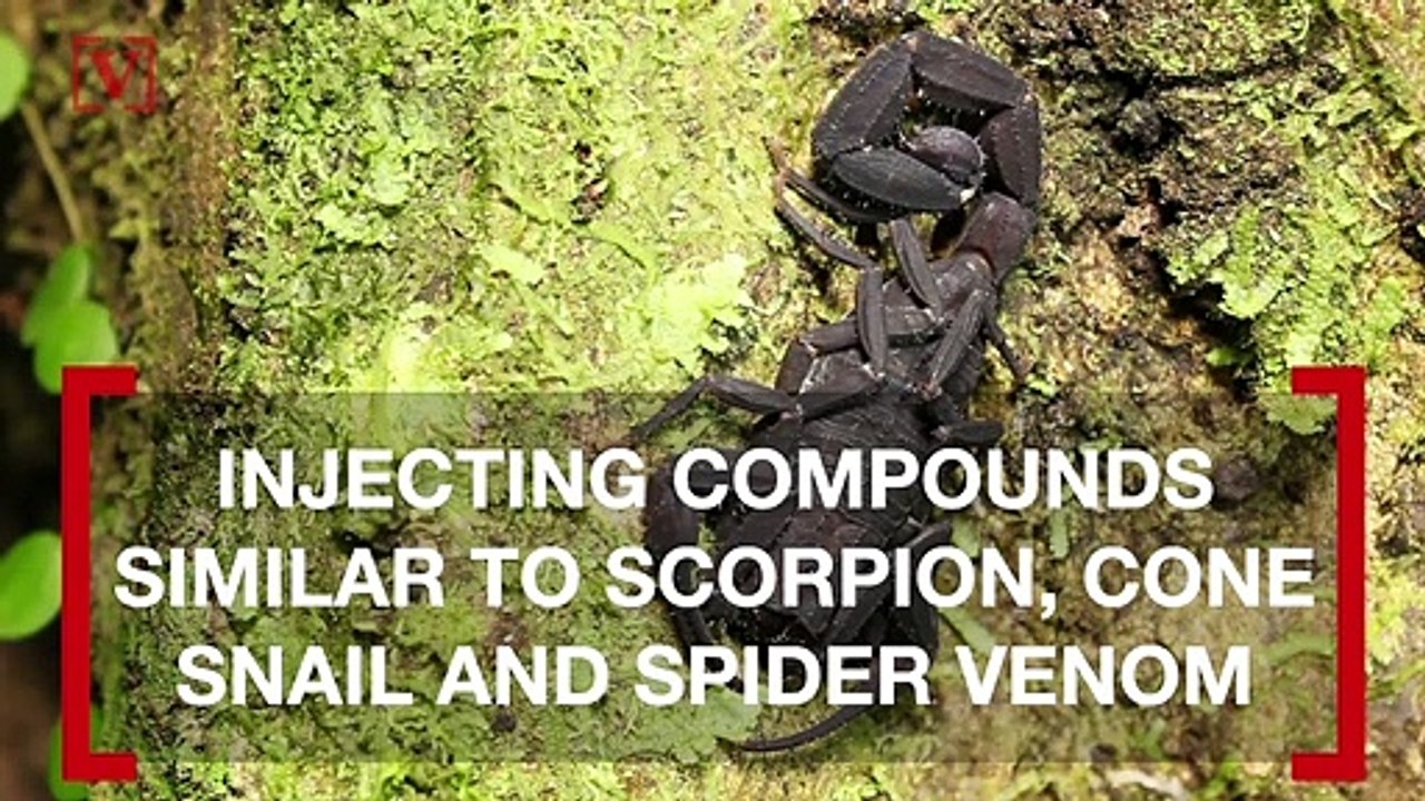 Australian Plants That Inject Venom Could Lead to Better Pain