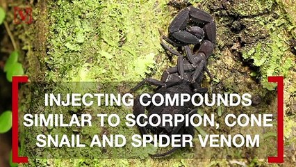 Australian Plants That Inject Venom Could Lead to Better Pain Treatments