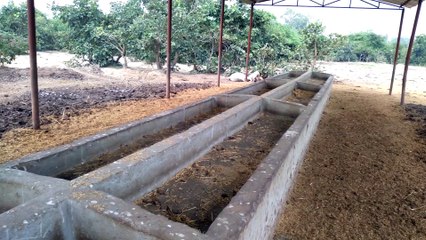 योगी राज में गौशालाओं में दम तोड़ रही गायें