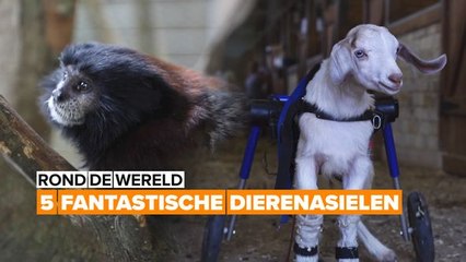 Rond de wereld: 5 Fantastische Dierenasielen