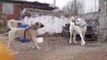 ANADOLU COBAN KOPEKLERi BAHCEDE - ANATOLiAN SHEPHERD DOGS GARDEN