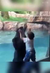 All disasters caused by cats || cat funny moments || Bear and child funny video