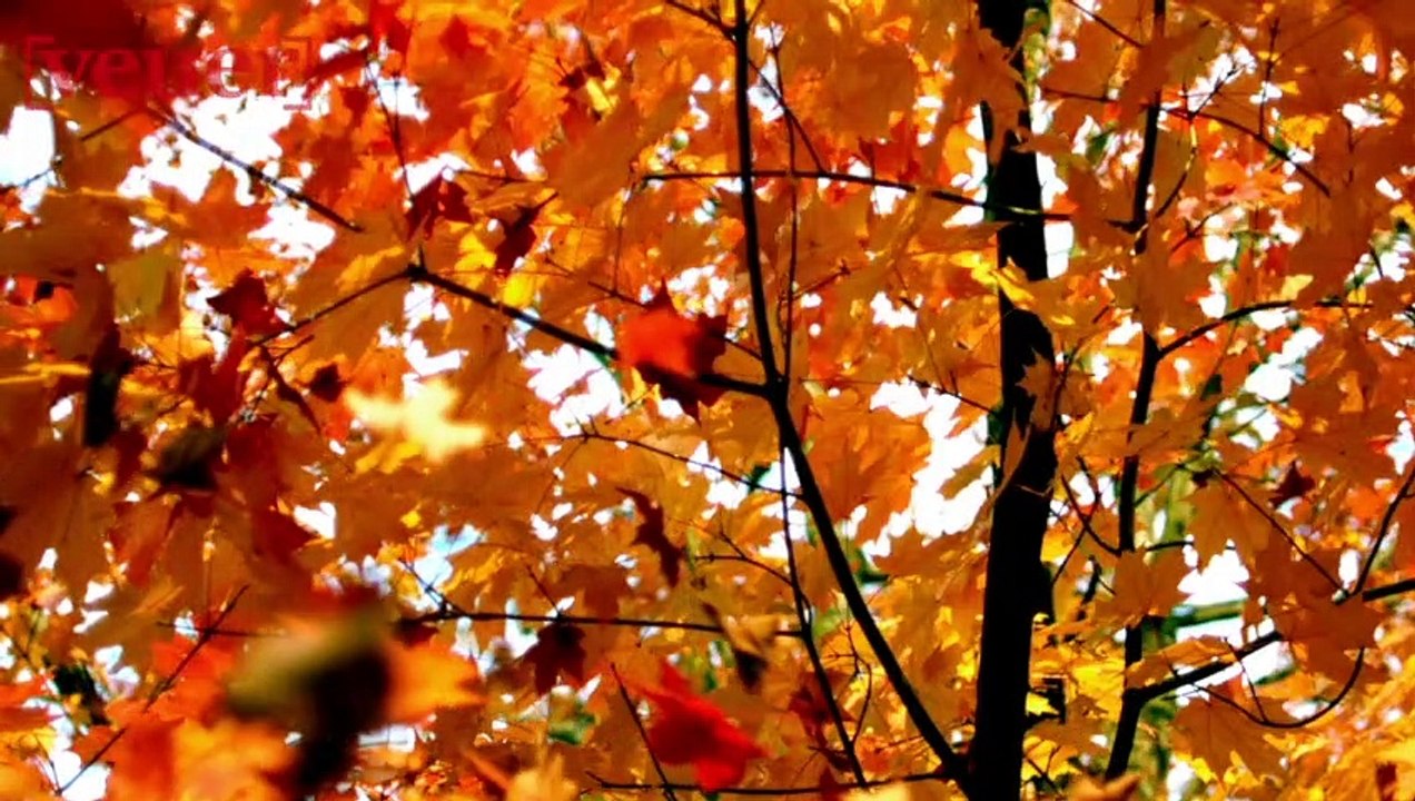 How to Prepare for Seasonal Affective Disorder