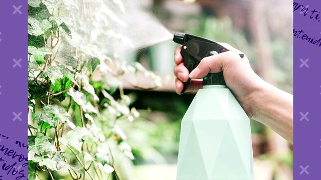 Jardinería | Limpieza de nuestras plantas - Nex Panamá