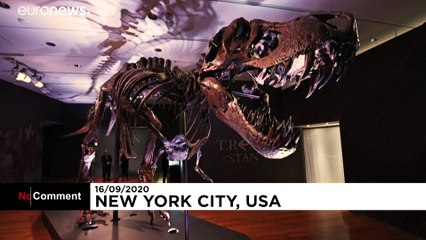 One of the largest T-rex skeletons set to go up for auction