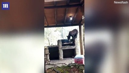 Family shocked as bear steals meat off their barbecue