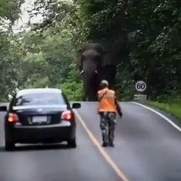 Cet éléphant zigzag sur une route alors qu'une voiture passe