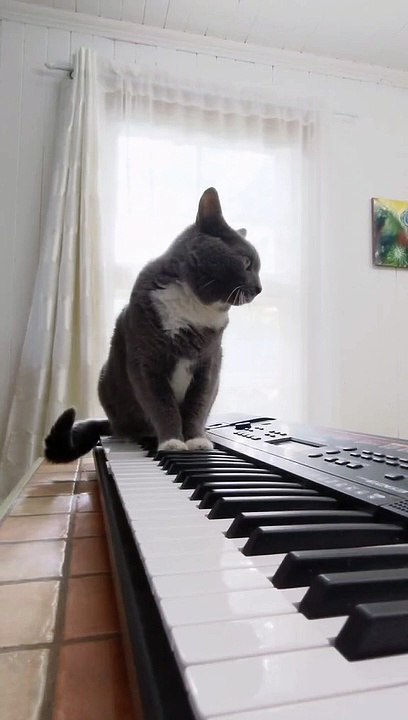Il accompagne son chat posé sur le piano