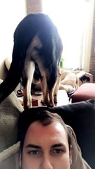 Dog Backs His Caboose Right onto Dad's Head